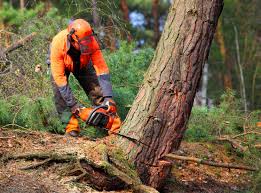 Best Arborist Consultation Services  in Greenfield, IA